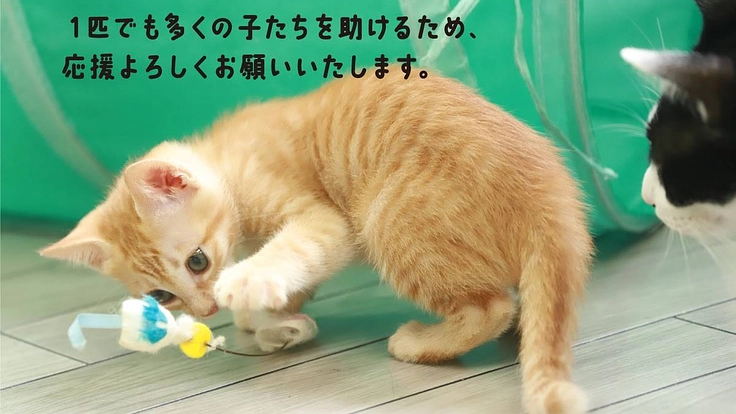 1匹でも多くの命を救うため。より広いシェルター型保護猫カフェへ 5枚目