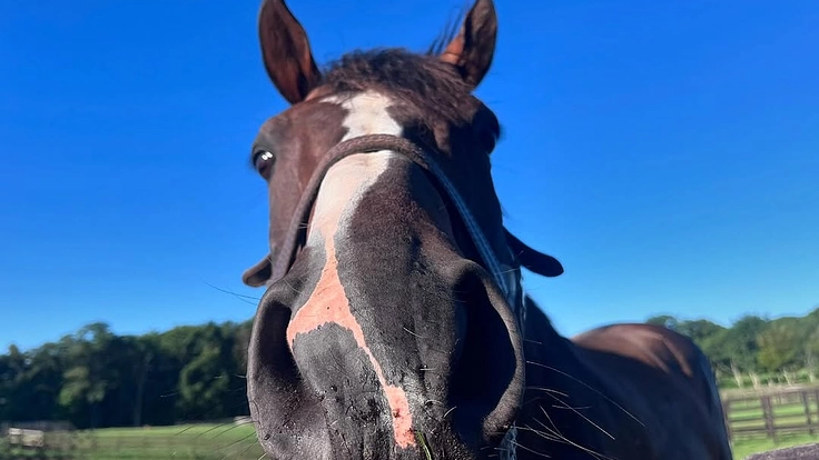 日高から全国に。馬たちの幸せな余生を願う、引退馬と呼ばない未来へ。 5枚目
