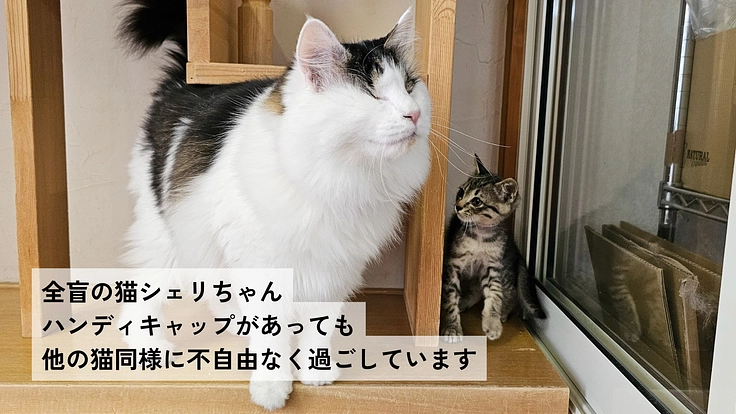 兵庫県で25年活動｜保護犬猫を救い幸せへつなぐ動物福祉団体に支援を 4枚目
