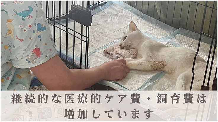 保護猫シェルター存続の危機｜猫の幸せを追求する運営・医療にご支援を 3枚目
