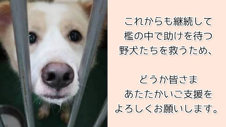 『野犬』も安心して暮らせる保護施設を岩手に作りたい 6枚目