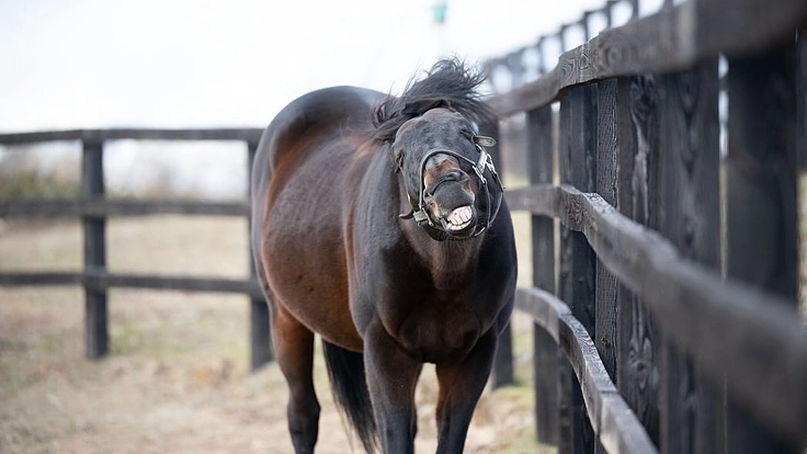 日高から全国に。馬たちの幸せな余生を願う、引退馬と呼ばない未来へ。 9枚目