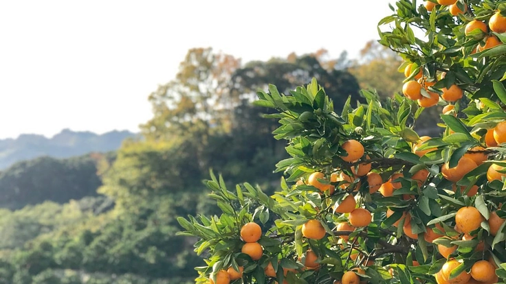 山北の風景を守りたい―生産者こだわりのみかんを届ける、私たちの挑戦 3枚目