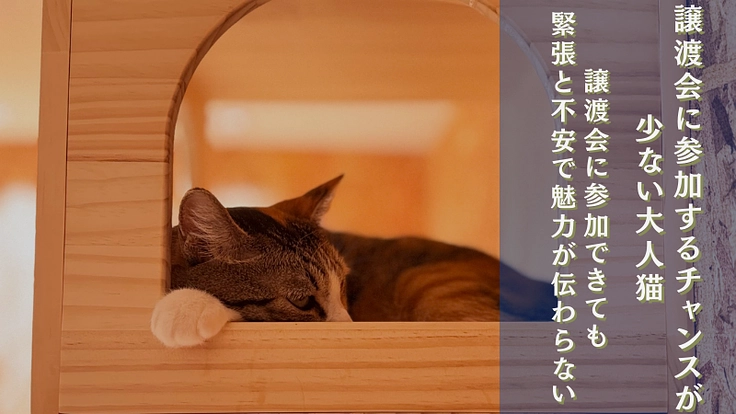 最後の挑戦！大人猫たち中心の“保護猫カフェ”で譲渡を増やしたい！ 2枚目