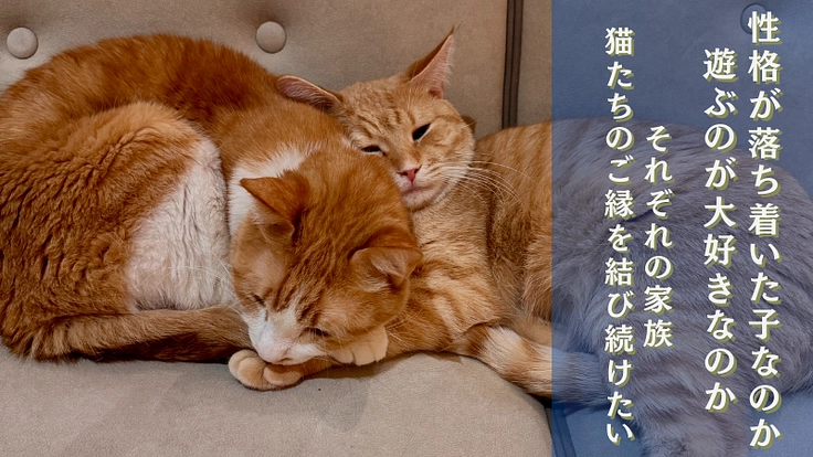 最後の挑戦！大人猫たち中心の“保護猫カフェ”で譲渡を増やしたい！ 3枚目