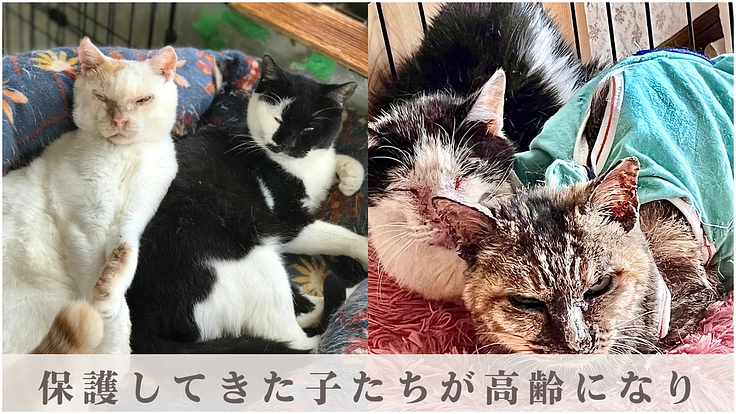保護猫シェルター存続の危機|猫の幸せを追求する運営・医療にご支援を 2枚目