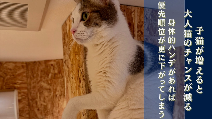 最後の挑戦！大人猫たち中心の“保護猫カフェ”で譲渡を増やしたい！ 4枚目