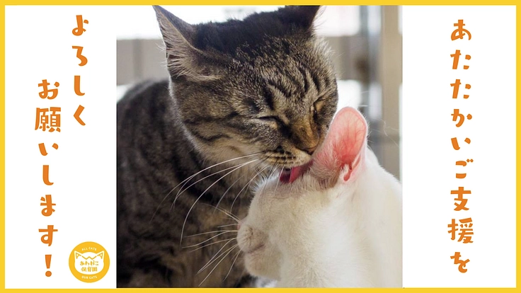 阿波の猫の殺処分ゼロを目指して。念願の開放型シェルター実現へ！ 7枚目