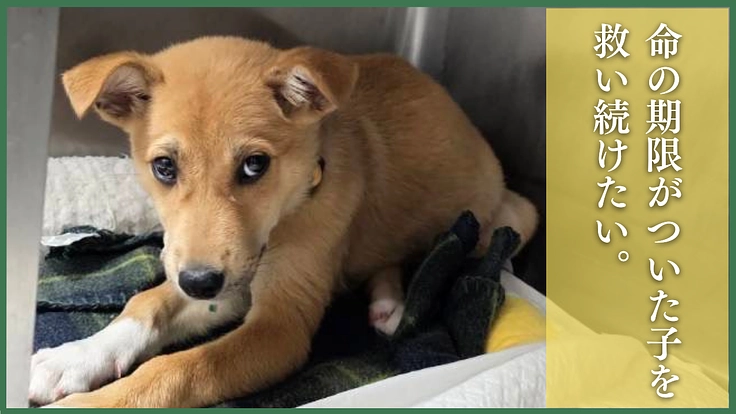 命の格差をなくす。殺処分対象の命を救い続けるため医療費のご支援を 5枚目