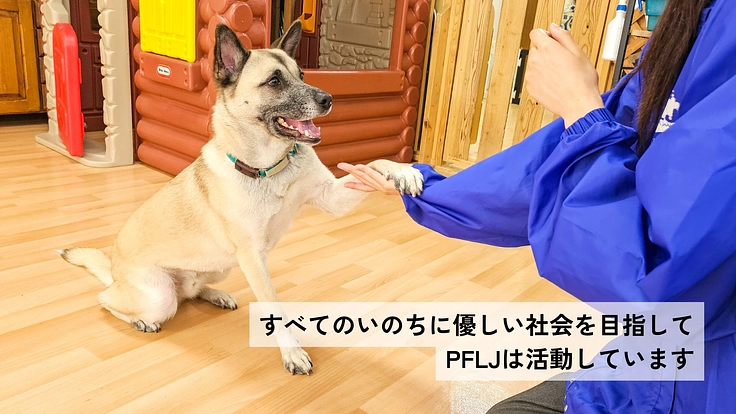 兵庫県で25年活動｜保護犬猫を救い幸せへつなぐ動物福祉団体に支援を 8枚目