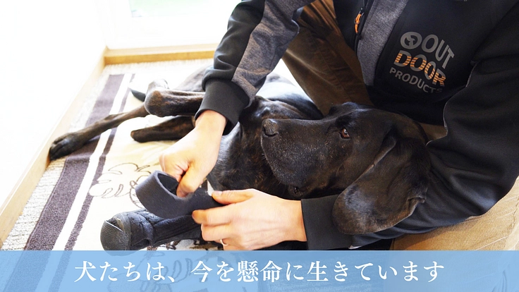 映画『吾輩は保護犬である』完成！映像の力で命の尊さを全国に伝えたい 4枚目