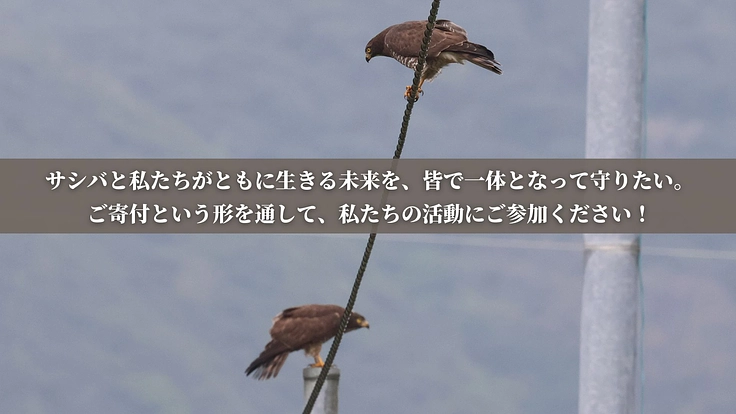 【第三弾】絶滅危惧種サシバの保全を皆の手で。渡りの全容解明への挑戦 6枚目