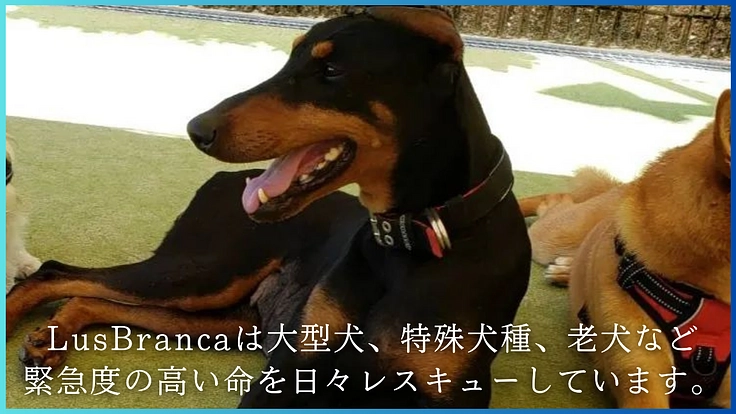人生をかけた挑戦。行き場のない保護犬猫たちへ最後の砦をつくります！ 2枚目
