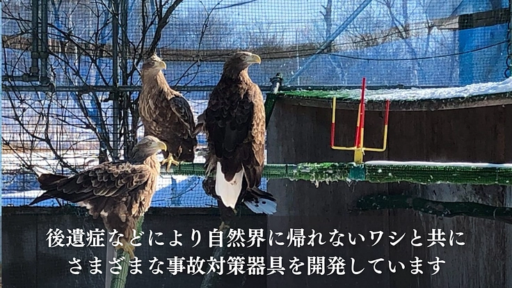 命を繋ぎ、共に生きる。希少猛禽類により良い救命医療と共生環境を！ 3枚目