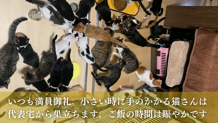 命の線引きをせず全ての猫たちのために。たんぽぽの里、覚悟の挑戦 3枚目