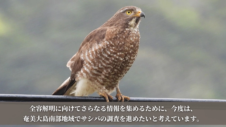 【第二弾】絶滅危惧種サシバの保全を皆の手で。渡りの全容解明への挑戦 5枚目