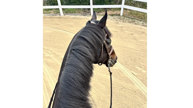 引退競走馬を次のキャリアへ繋げたい！ 3枚目