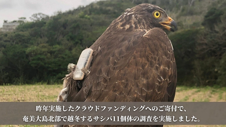 【第二弾】絶滅危惧種サシバの保全を皆の手で。渡りの全容解明への挑戦 4枚目
