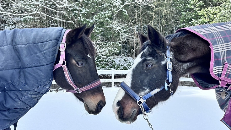 引退競走馬を次のキャリアへ繋げたい！ 2枚目