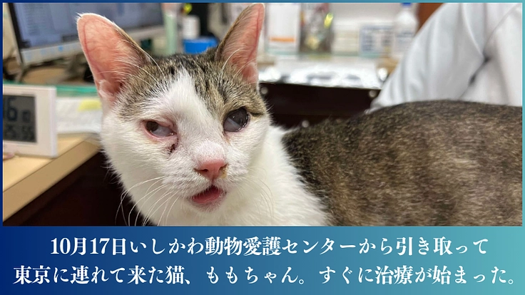 能登半島の被災猫を保護し、医療にかけ、譲渡につなぐ。 3枚目