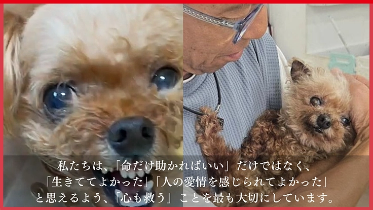高齢犬も高齢者も排除せず、人と犬が共に幸せに生きられる未来をつくる 4枚目
