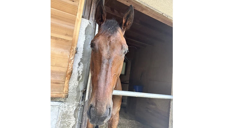 引退競走馬を次のキャリアへ繋げたい！ 4枚目