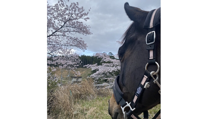 引退競走馬を次のキャリアへ繋げたい！ 6枚目