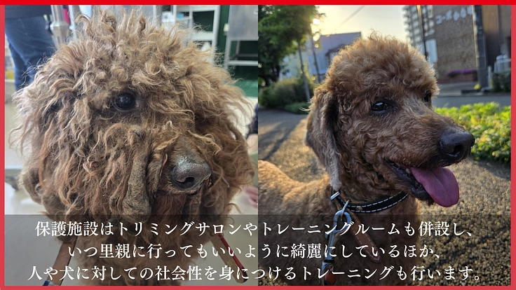 高齢犬も高齢者も排除せず、人と犬が共に幸せに生きられる未来をつくる 5枚目