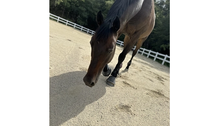 引退競走馬を次のキャリアへ繋げたい！ 5枚目