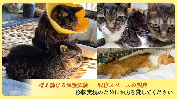 新シェルターへ移転できない危機。シニア猫・傷病猫に必要なケアを。 4枚目