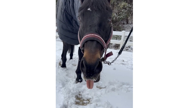 引退競走馬を次のキャリアへ繋げたい！ 7枚目