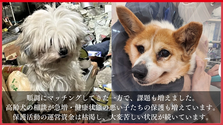 高齢犬も高齢者も排除せず、人と犬が共に幸せに生きられる未来をつくる 8枚目
