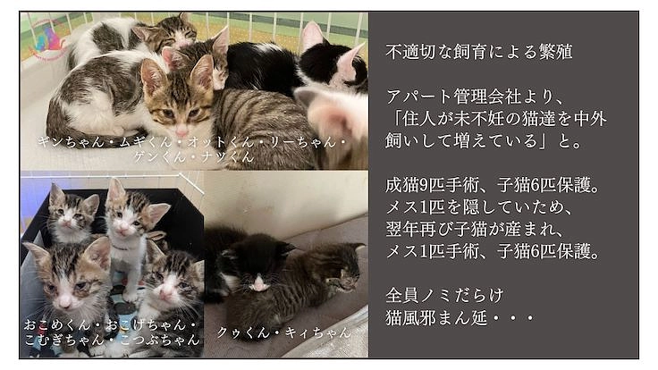 助成金のない東京都あきる野市で地域猫活動を諦めたくない 2枚目