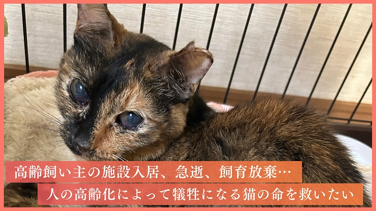 人の深刻な高齢化から犠牲になる猫を救うために。命を守る医療支援を！ 2枚目