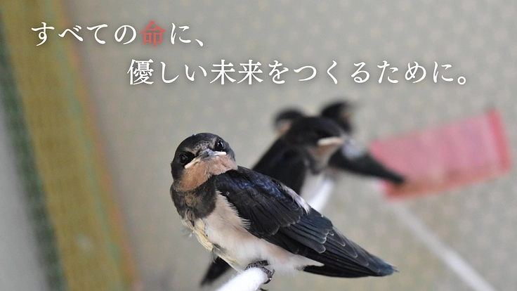 傷付いた野生動物達を救う。運動場を増設し適切なリハビリケアの実現へ 5枚目