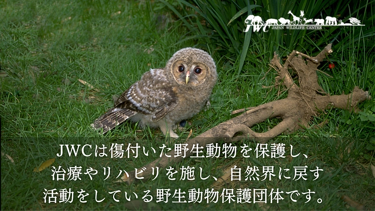 傷付いた野生動物達を救う。運動場を増設し適切なリハビリケアの実現へ 2枚目