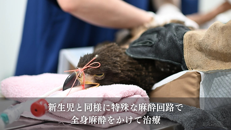 命を繋ぎ、共に生きる。希少猛禽類により良い救命医療と共生環境を！ 9枚目