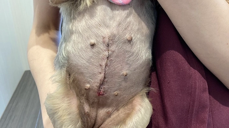 保護犬ももの胸膜腹膜ヘルニア手術•治療費のご支援どうかお願いします 9枚目