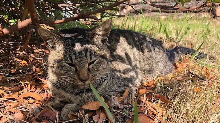 陸の孤島のネコたちを救出したい！ 保護救出＆保護猫シェルター建設 7枚目