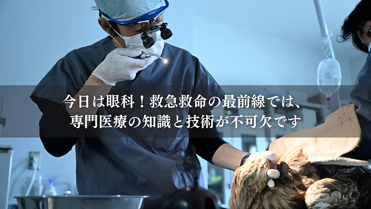 命を繋ぎ、共に生きる。希少猛禽類により良い救命医療と共生環境を！ 4枚目