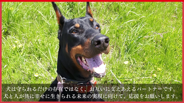 高齢犬も高齢者も排除せず、人と犬が共に幸せに生きられる未来をつくる 10枚目