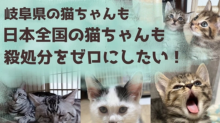 たくさんの猫たちが入所できるシェルターをつくりたい！ 2枚目