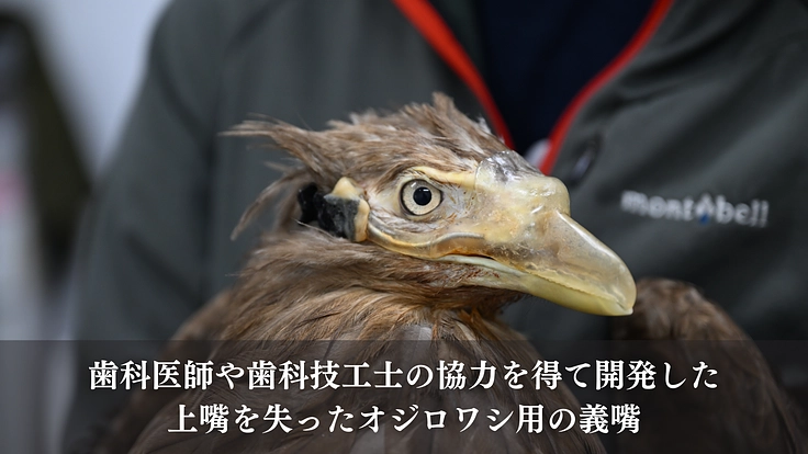 命を繋ぎ、共に生きる。希少猛禽類により良い救命医療と共生環境を！ 5枚目