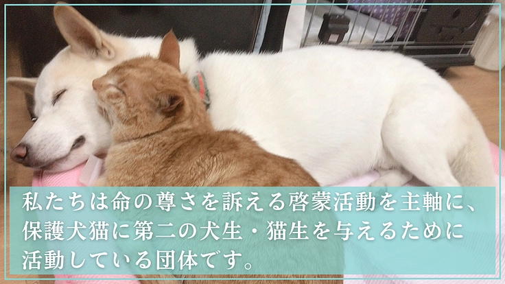 マザールーフが作った保護猫・犬にも優しい病院。更なる充実にご支援を 3枚目