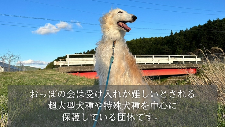 【緊急支援】おっぽの会の悲願「病院近くのシェルター移転」の実現へ！ 2枚目