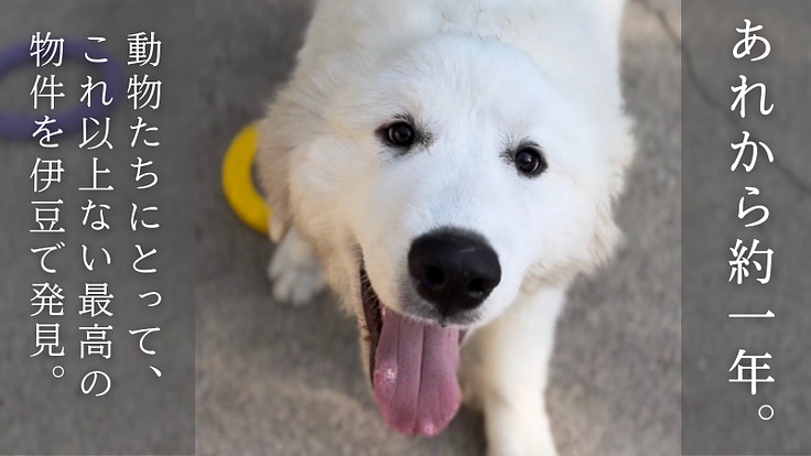 【緊急支援】おっぽの会の悲願「病院近くのシェルター移転」の実現へ！ 4枚目