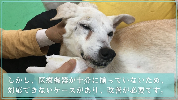 マザールーフが作った保護猫・犬にも優しい病院。更なる充実にご支援を 5枚目