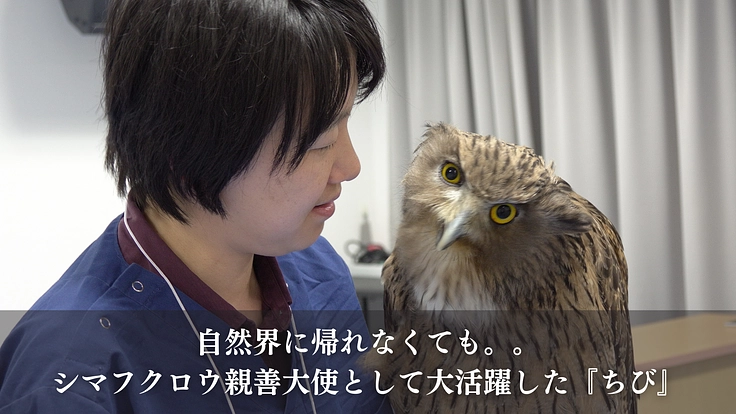 命を繋ぎ、共に生きる。希少猛禽類により良い救命医療と共生環境を！ 7枚目
