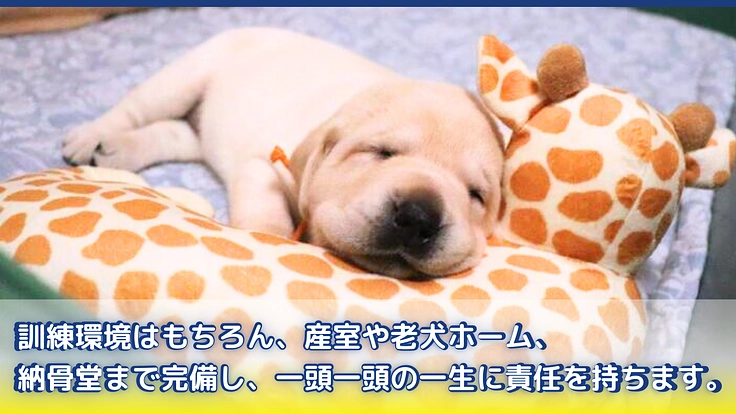 ほじょ犬育成応援プロジェクト2024｜補助犬が当たり前にいる社会へ 4枚目