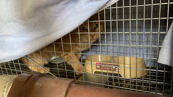 就労継続支援B型事業所（保護ネコカフェ、動物同伴民泊）を開設したい 3枚目